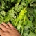 法国皇后芹菜山东菏泽曹县芹菜产区西芹产地直供