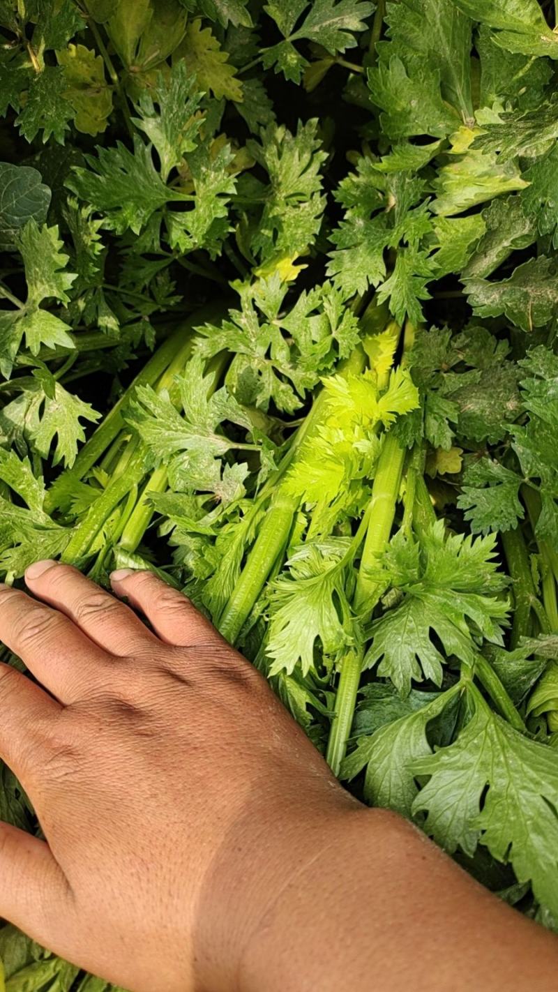 法国皇后芹菜山东菏泽曹县芹菜产区西芹产地直供