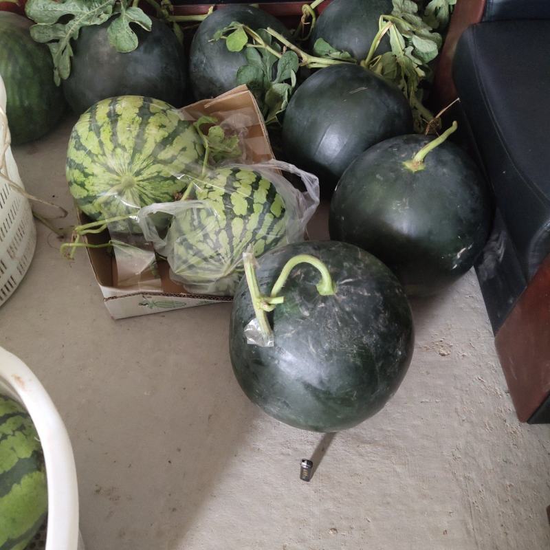 黑皮无籽西瓜露天一茬瓜专业农产品代办近十年大量现货