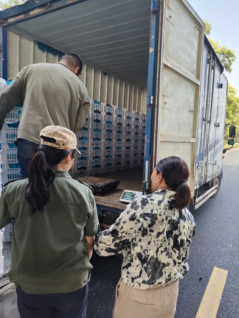 开园了，慈溪温岭甬优一号巨峰葡萄陆续上市，实力代办代收