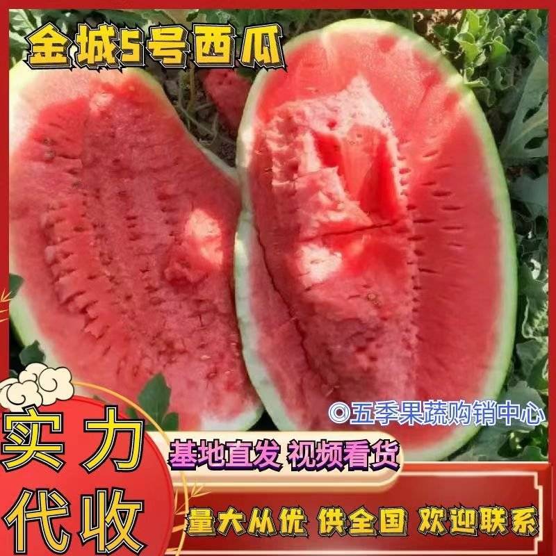 金城金花，西瓜石头瓜产地一手货源量大从优全国发货