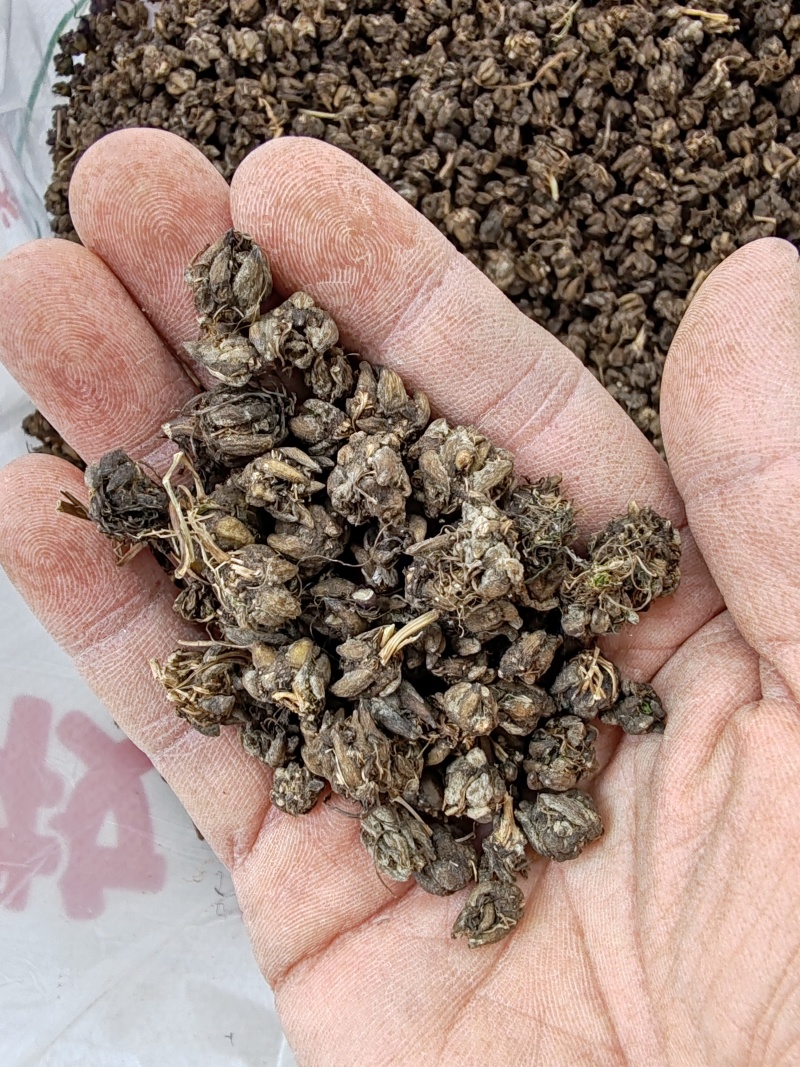 批发纯野猫爪草（一级货），不带毛的，一手货源，诚信经营！