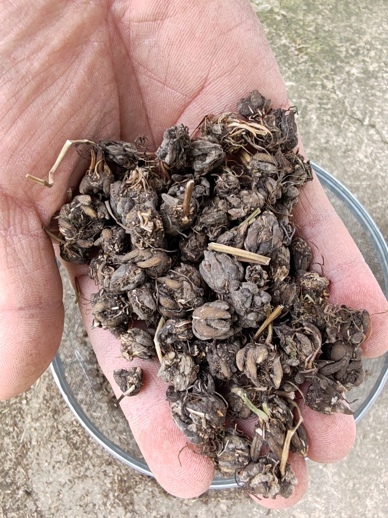 批发纯野猫爪草（一级货），不带毛的，一手货源，诚信经营！