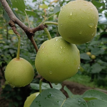 攀枝花香梨