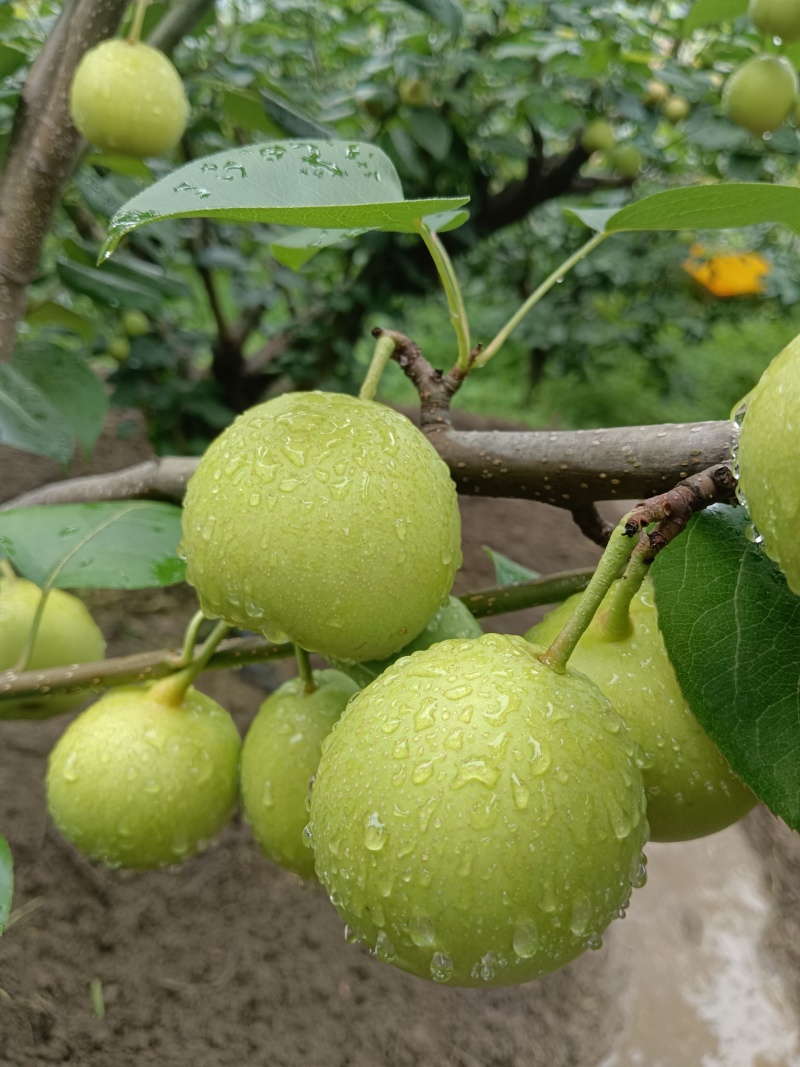 攀枝花香梨