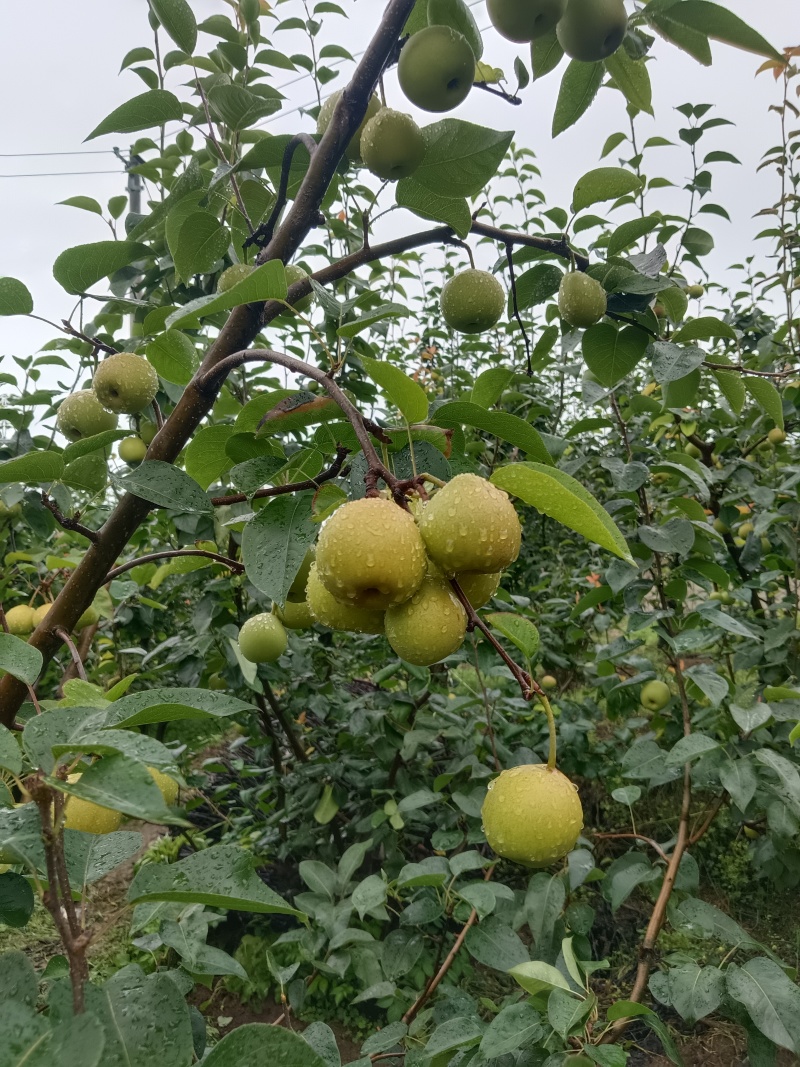 攀枝花香梨
