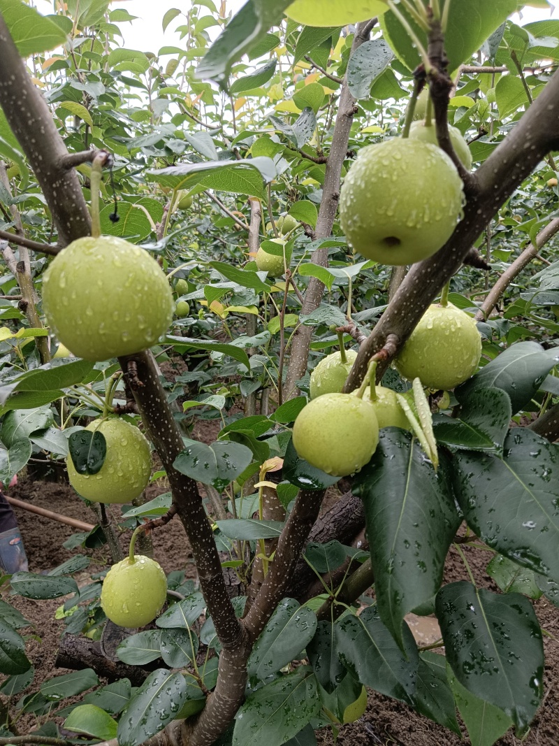 攀枝花香梨