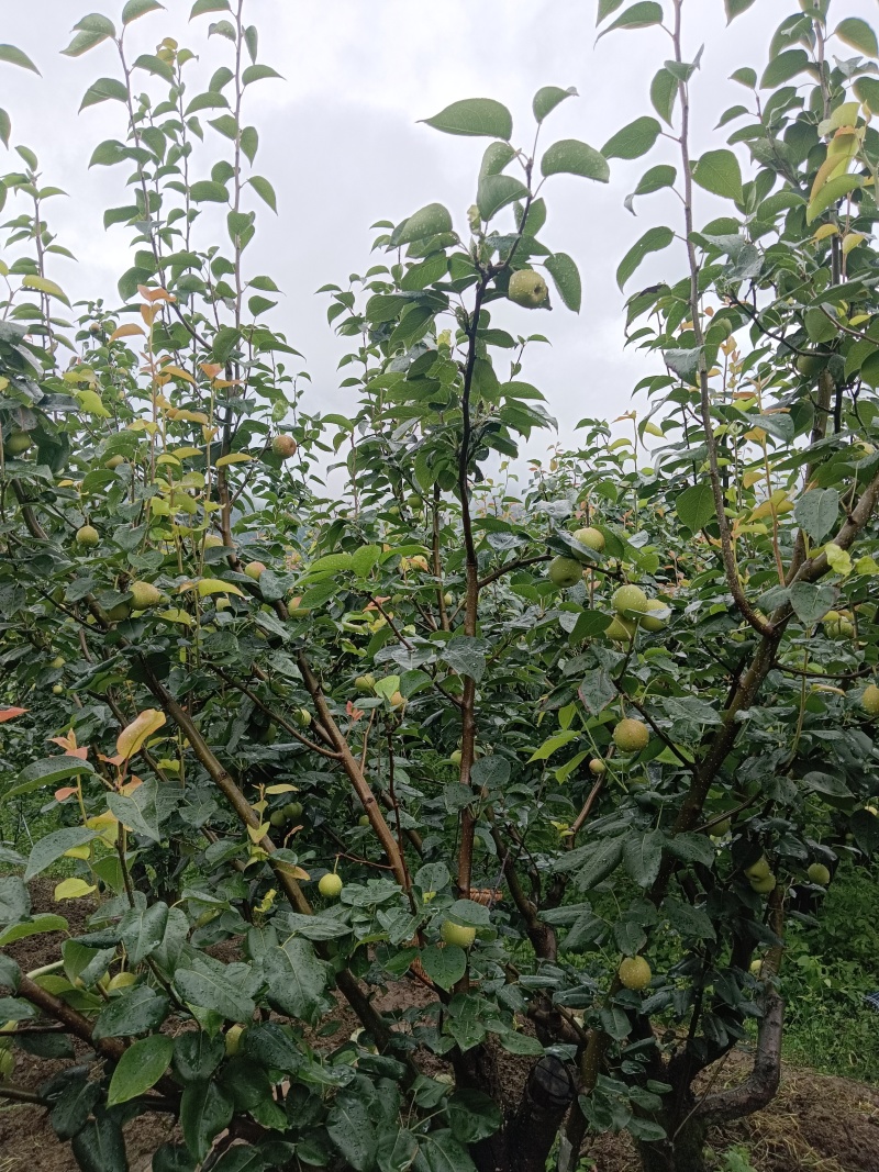 攀枝花香梨