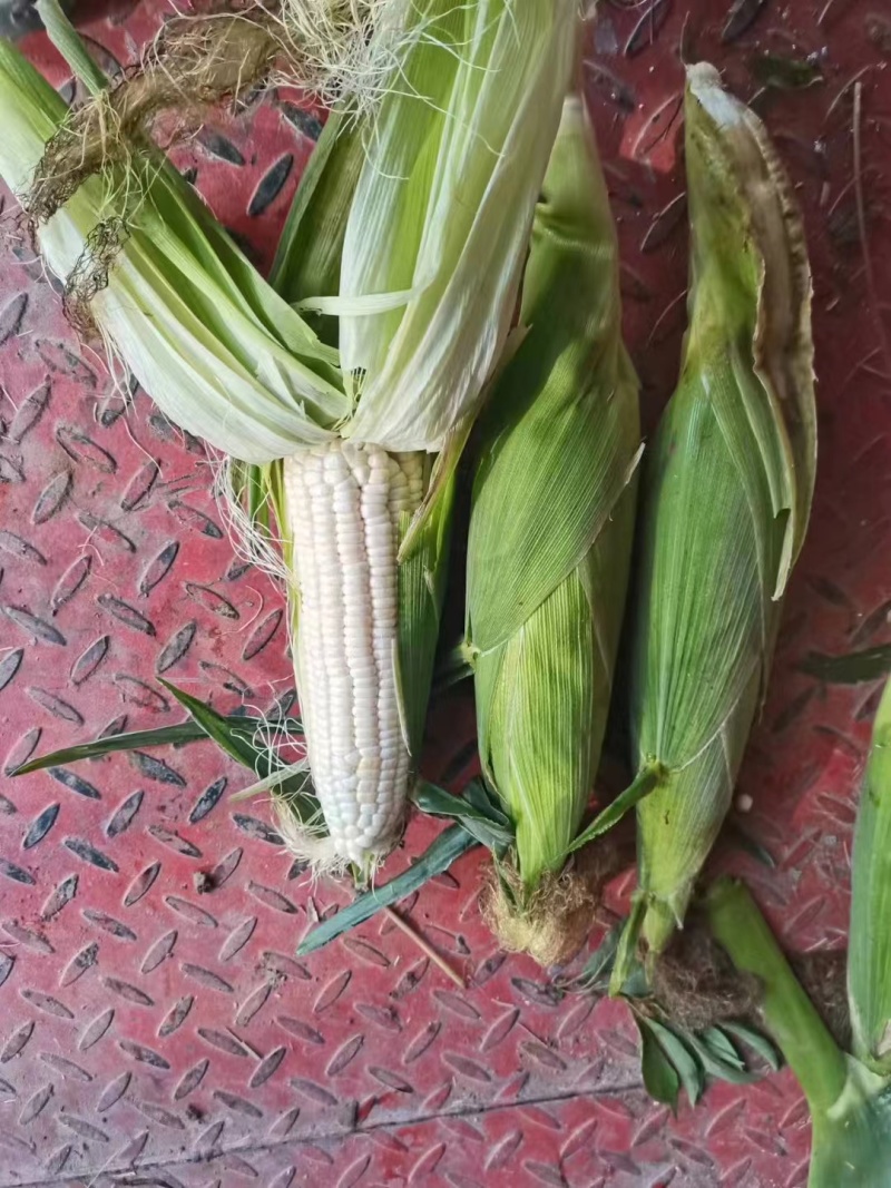 万糯188大量有货，有要得老板联系，好货，精品，次品都有