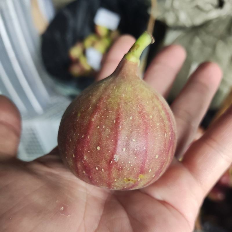 无花果，精品一级果，果园直供