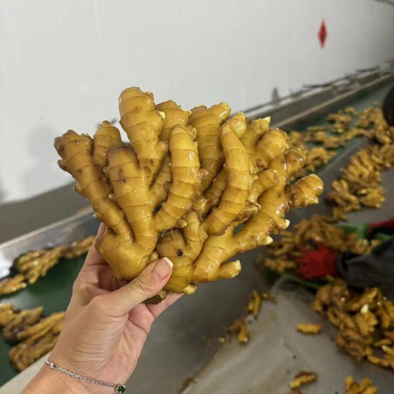 山东小黄姜大量现货供应全国发货，质量保证，坏烂包赔