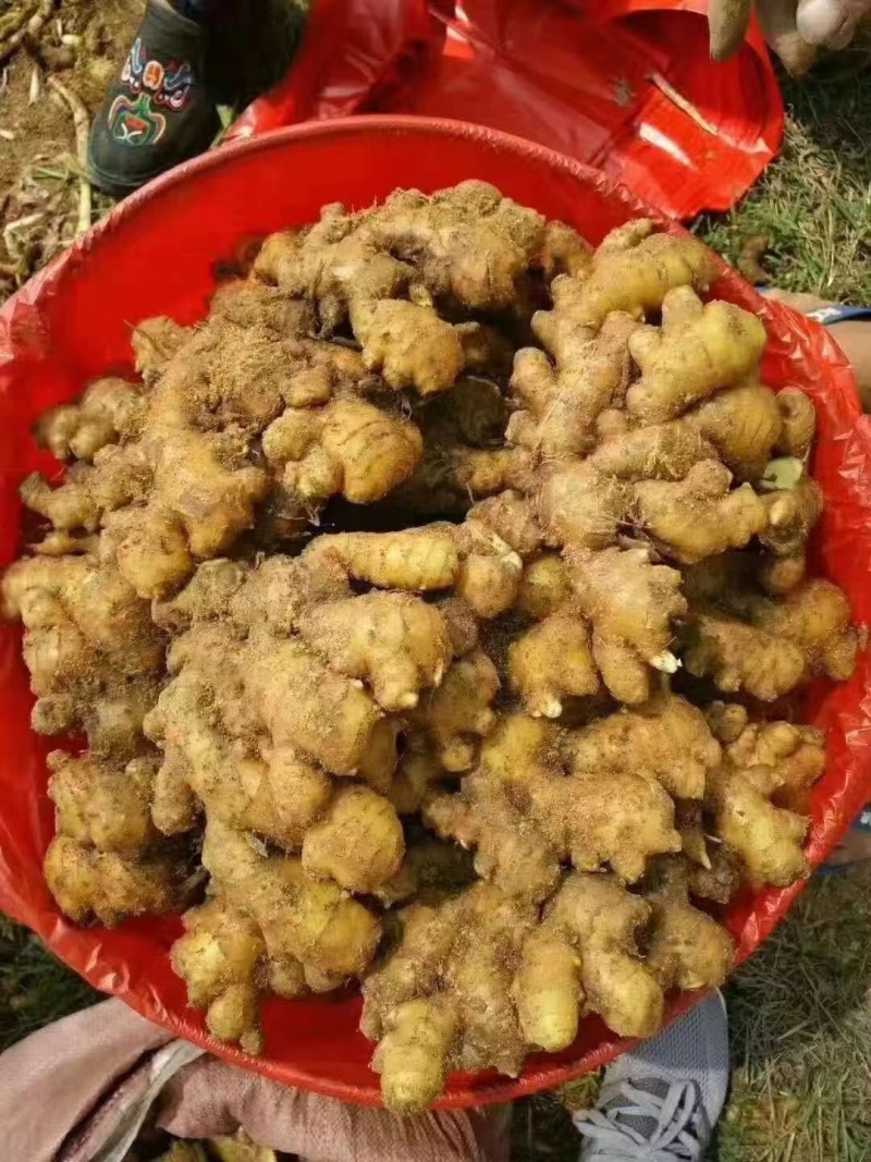 山东小黄姜大量现货供应全国发货，质量保证，坏烂包赔