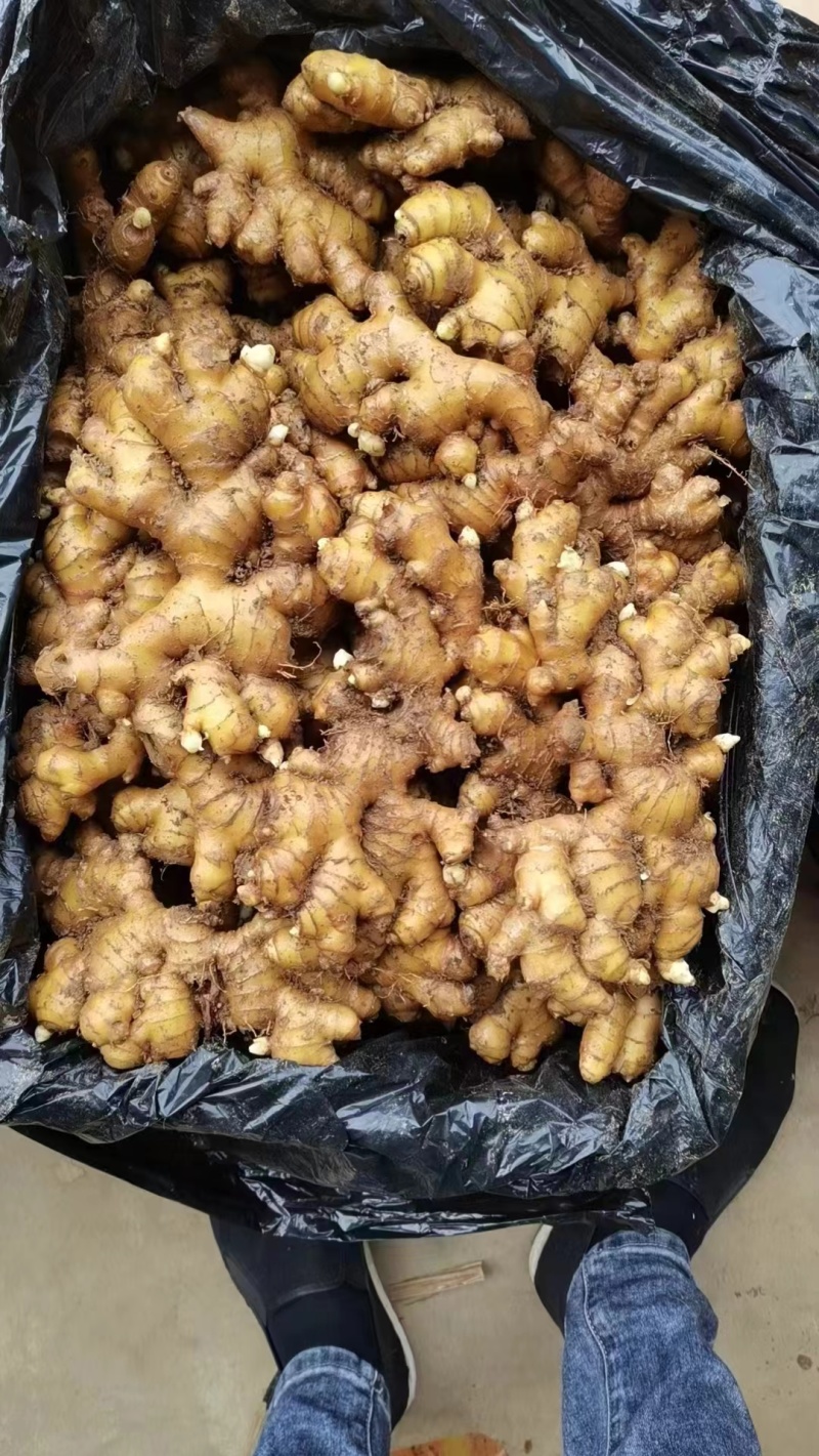 山东小黄姜大量现货供应全国发货，质量保证，坏烂包赔
