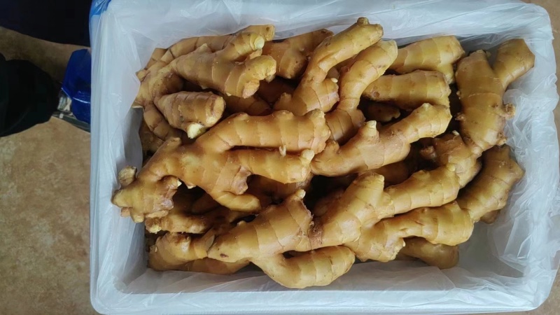 山东小黄姜大量现货供应全国发货，质量保证，坏烂包赔