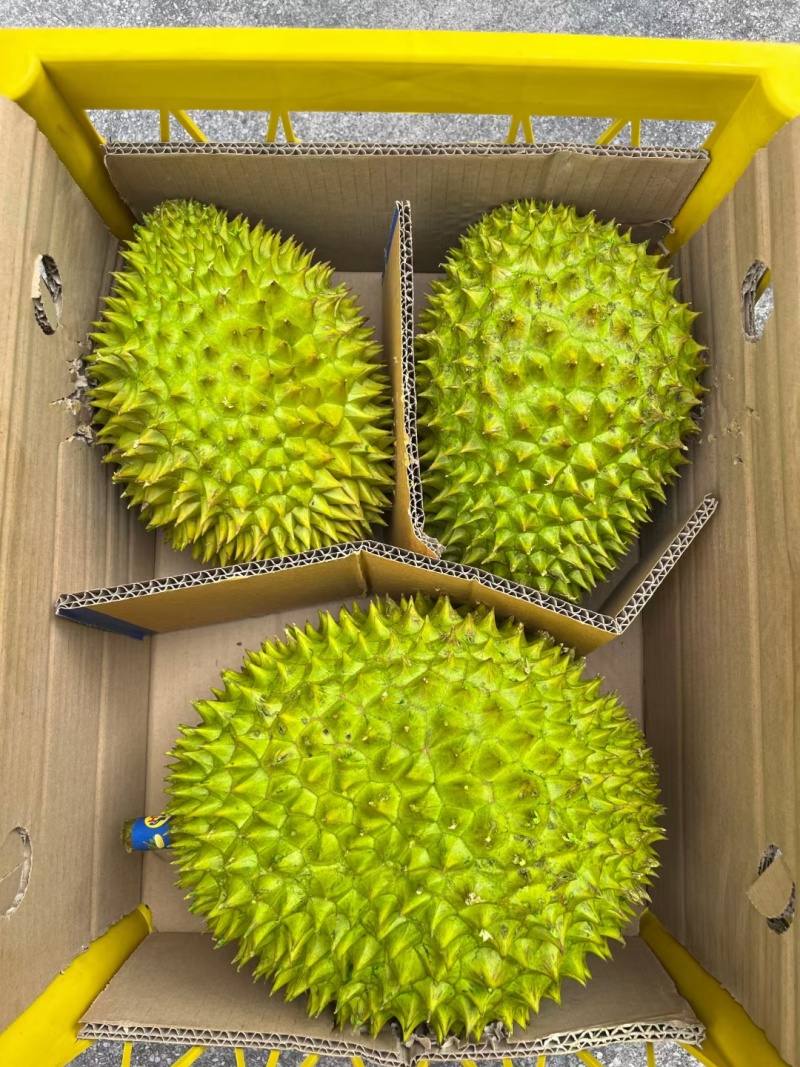 越南干荛大量有货，支持一件代发批发团购，每天发货30吨