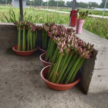 荷花、睡莲鲜切花、荷花睡莲盆栽花卉、碗莲