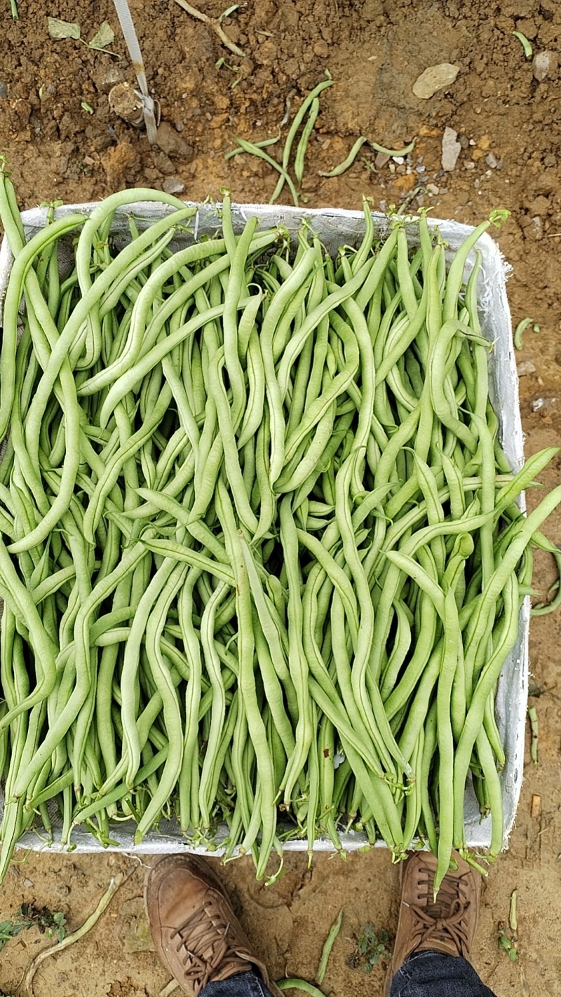 贵州无筋豆