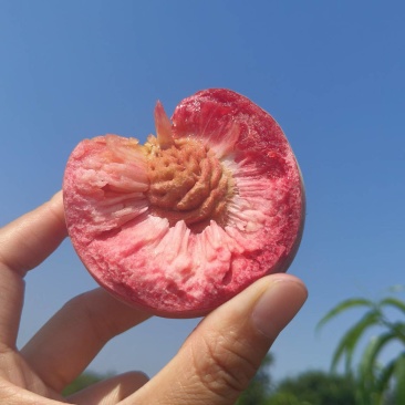 血桃湖北枣阳大量上市！市场货优质