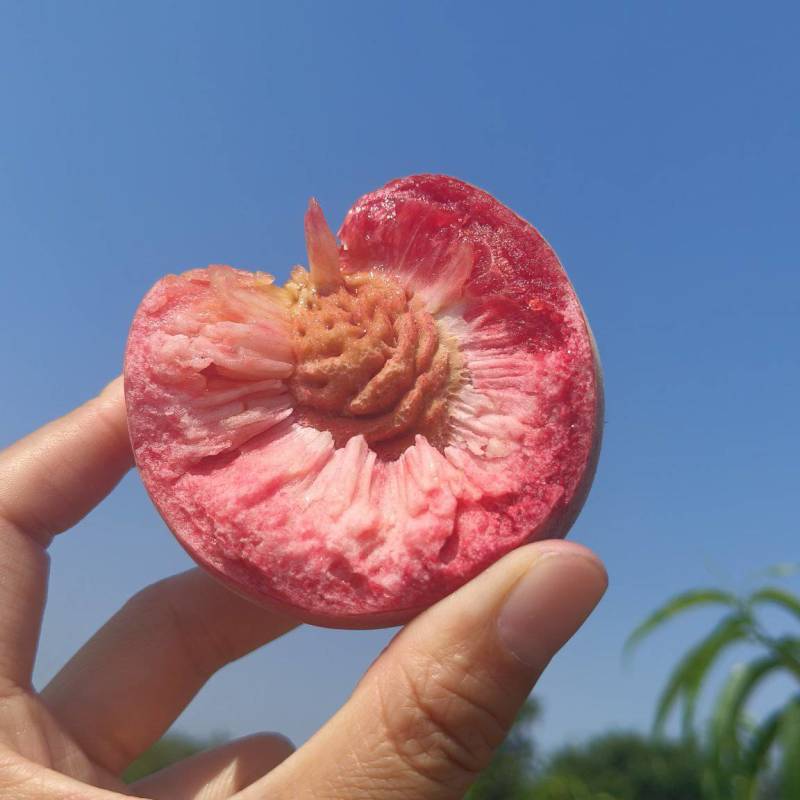血桃湖北枣阳大量上市！市场货优质