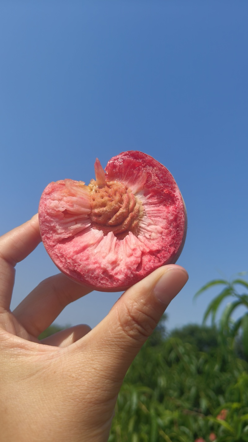 血桃湖北枣阳大量上市！市场货优质