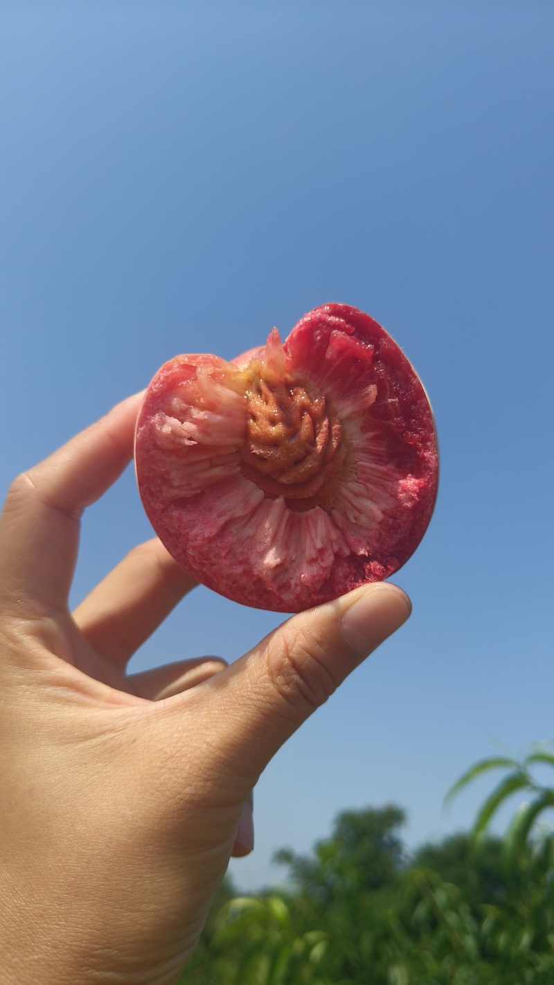 血桃湖北枣阳大量上市！市场货优质