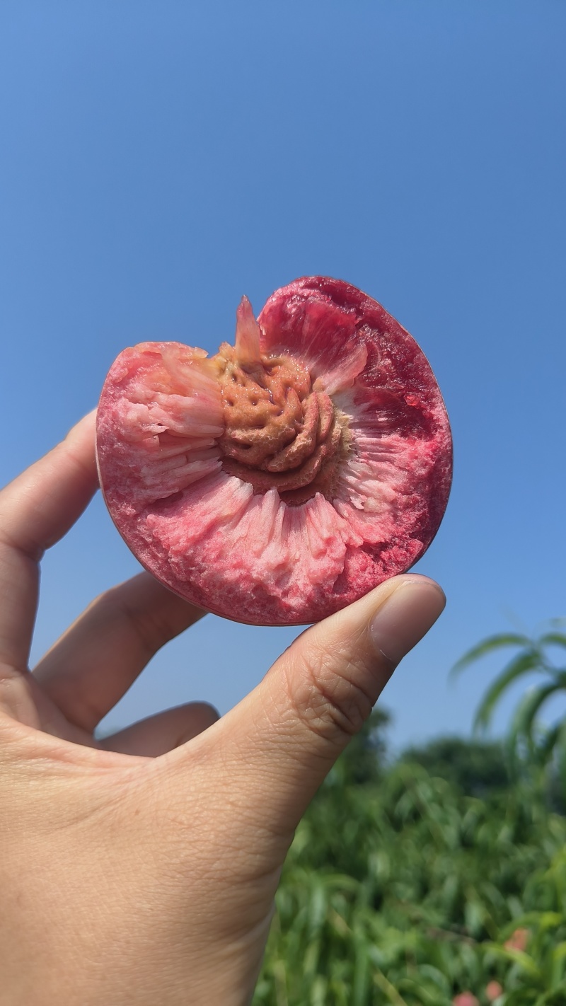 血桃湖北枣阳大量上市！市场货优质