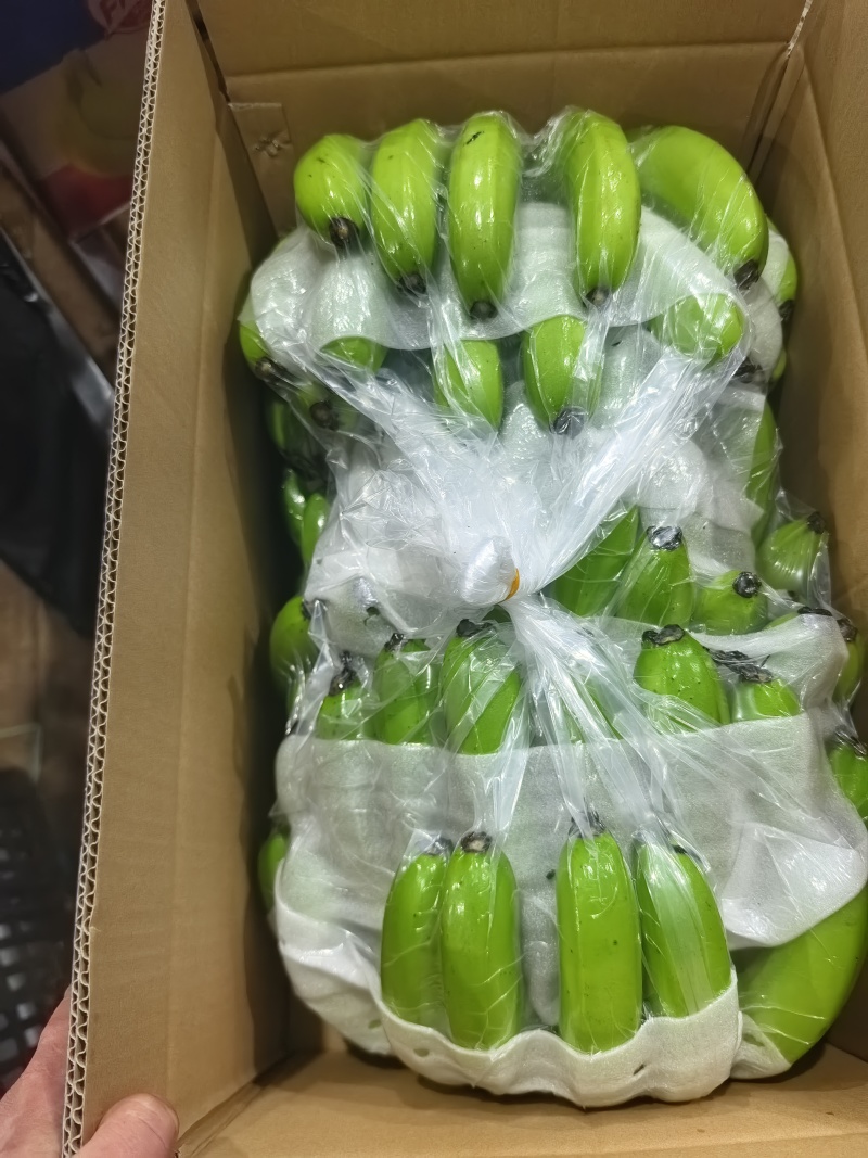 广东湛江产地直供香蕉巴西蕉品质保障欢迎咨询