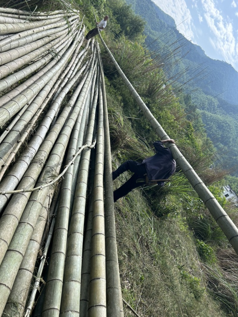 大毛竹，大楠竹，下海竹，一级毛竹