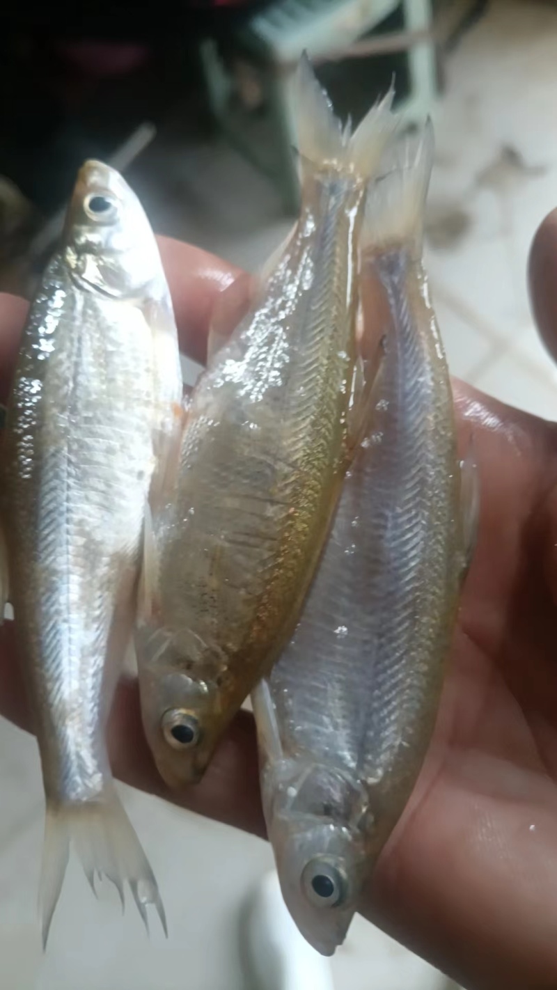 刀切翘嘴
