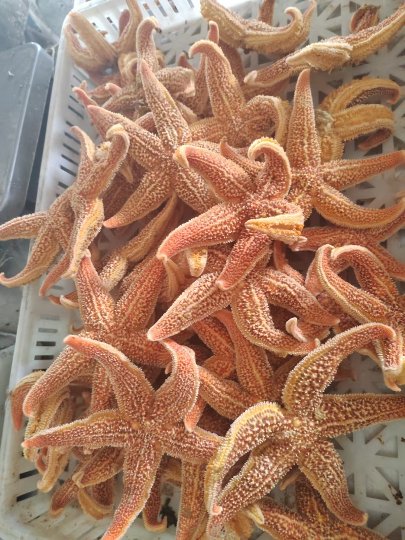 本公司常年加工海五星，精品，酒店自助用途广，全国发货，