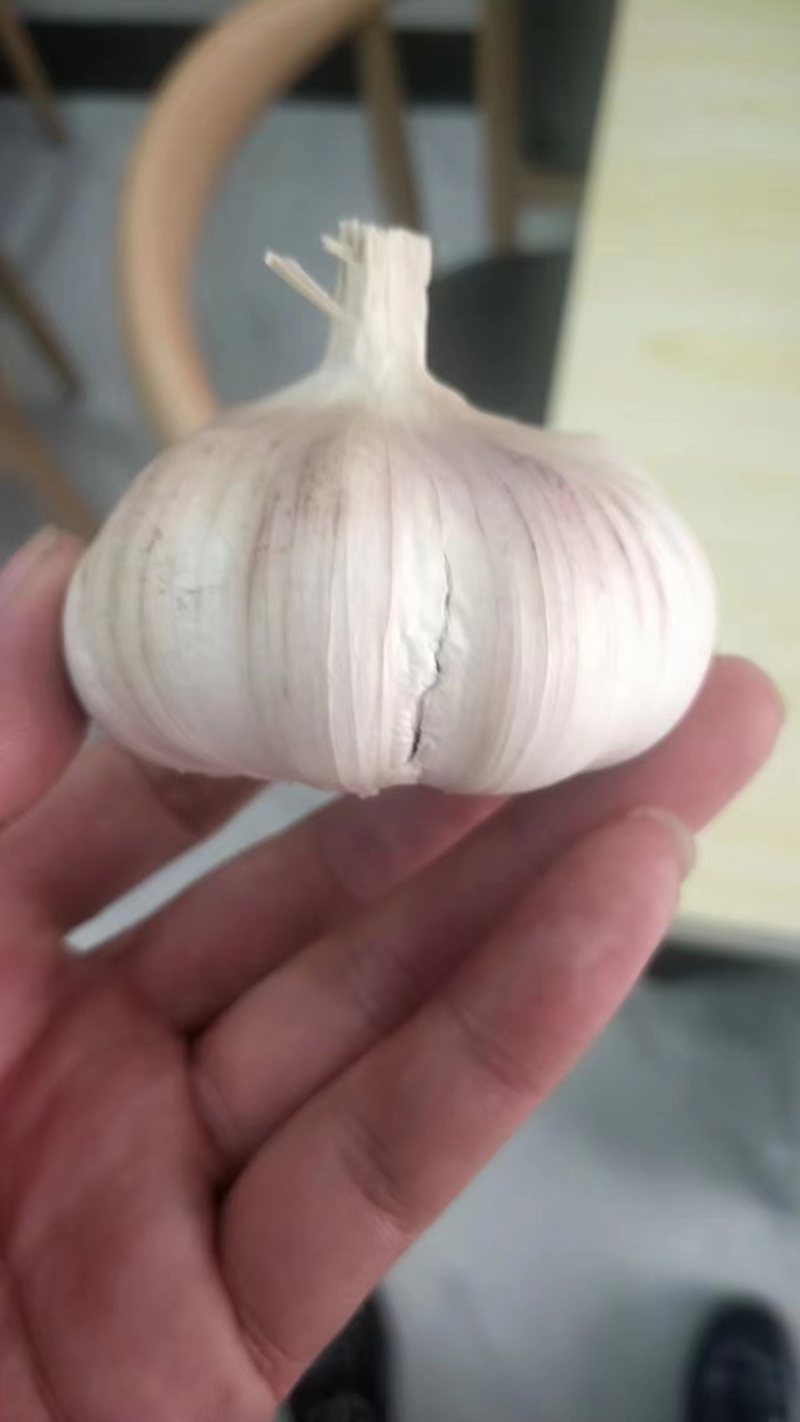 紫皮大蒜，产地批发，量大从优，全国发货