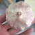 紫皮大蒜，产地批发，量大从优，全国发货