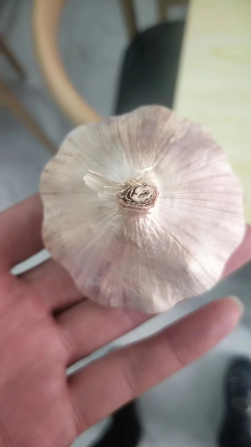 紫皮大蒜，产地批发，量大从优，全国发货