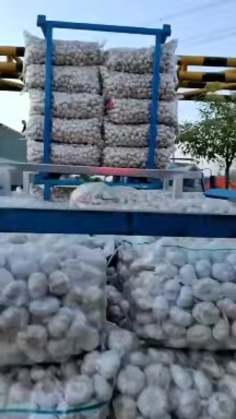 紫皮大蒜，产地批发，量大从优，全国发货