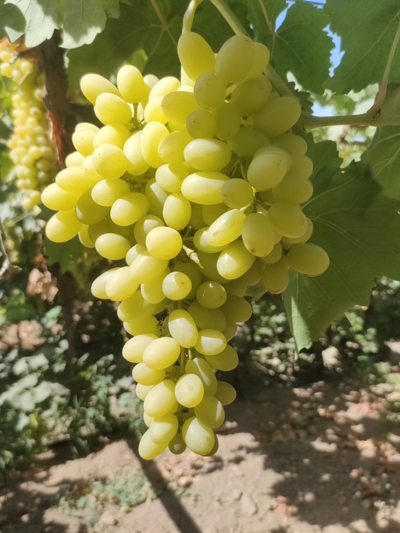 无核白