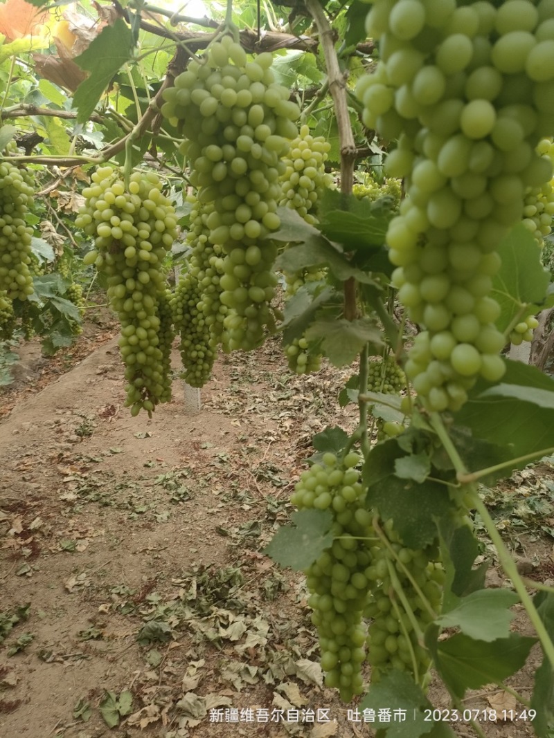 火焰山无核白
