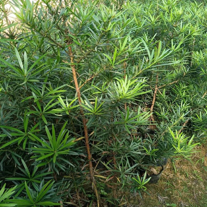 罗汉松苗广东揭阳育苗基地直供价格美丽欢迎电话联系