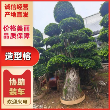 造型榕树，大量有货，品质优良，欢迎各位老板咨询采购