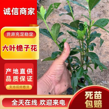 大叶桅子，场地直售，大量供应，欢迎各位老板咨询采购