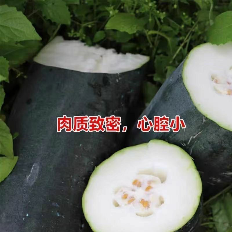 【热卖中】广西博白黑皮冬瓜吊冬瓜产地大吨位供应专业团队