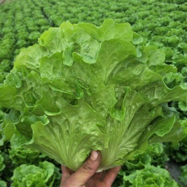 江苏淮安生菜叶菜产地直发货源充足欢迎致电咨询
