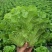 江苏淮安生菜叶菜产地直发货源充足欢迎致电咨询