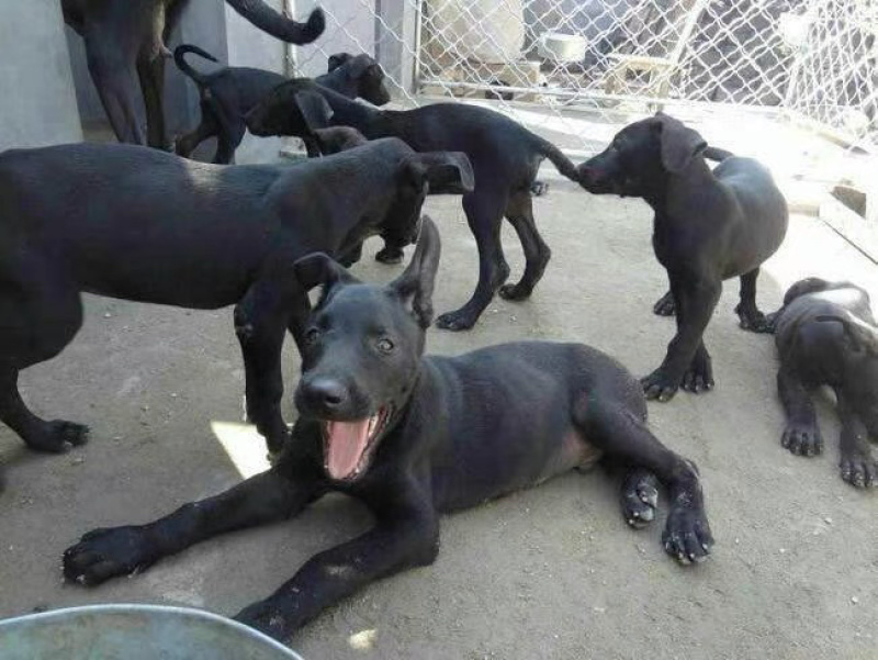 黑狼犬豹系黑狼犬看家护院墨介黑狼犬品种狗