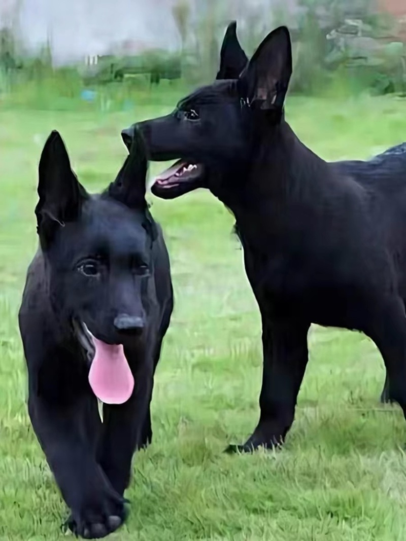 黑狼犬豹系黑狼犬看家护院墨介黑狼犬品种狗