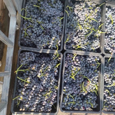 新疆榨汁加工果酱果酱果