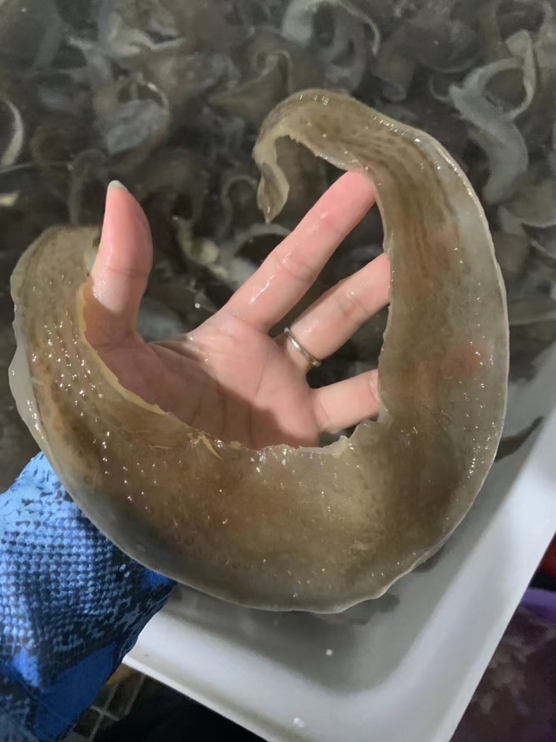 甲鱼裙边