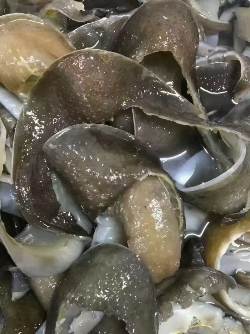 甲鱼裙边