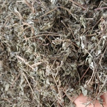 溪黄茶，中药材溪黄茶