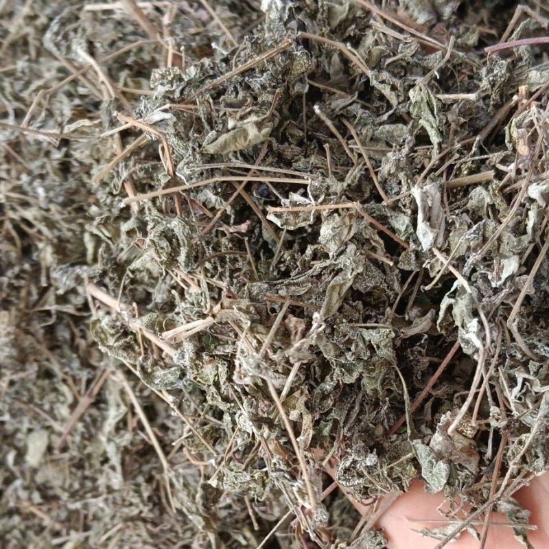 溪黄茶，中药材溪黄茶