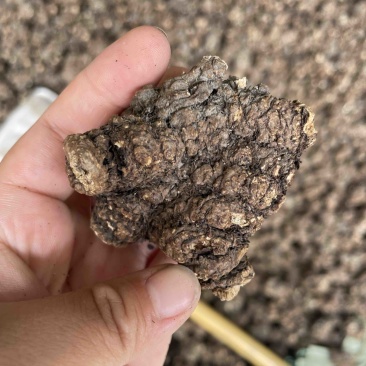 四川彭州川芎，农户种植自产自销，10吨货自然晒干